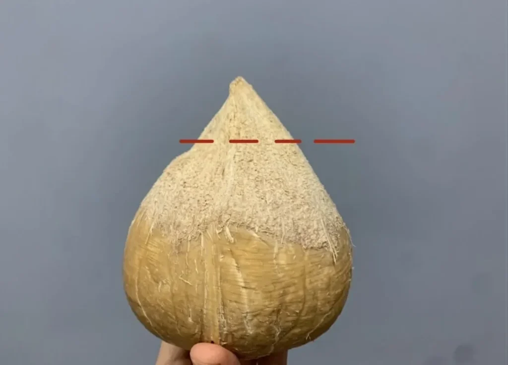 ヤングココナッツの割り方