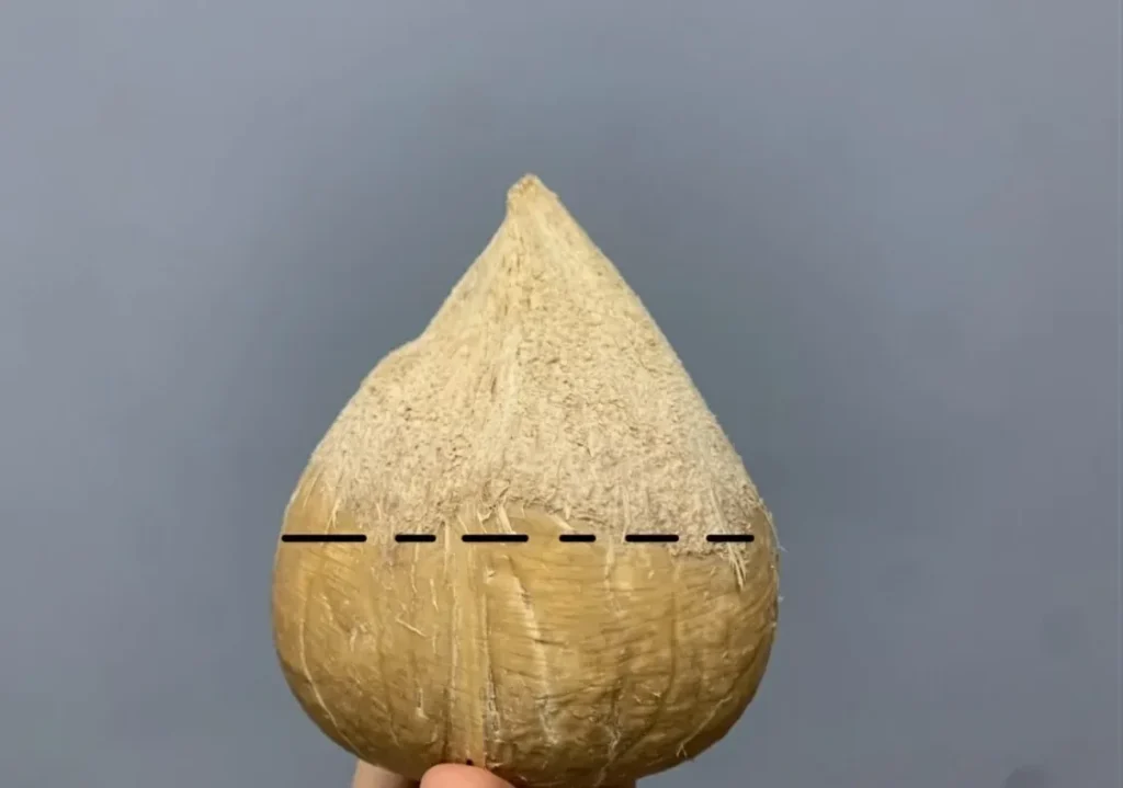 ヤングココナッツの割り方