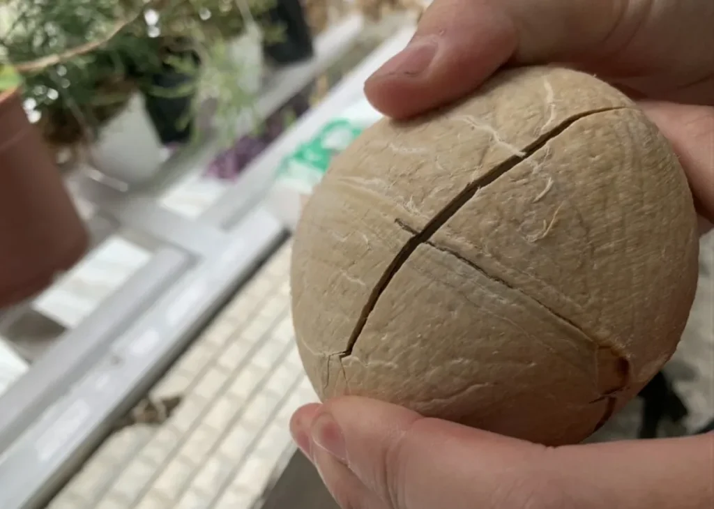 ヤングココナッツの割り方