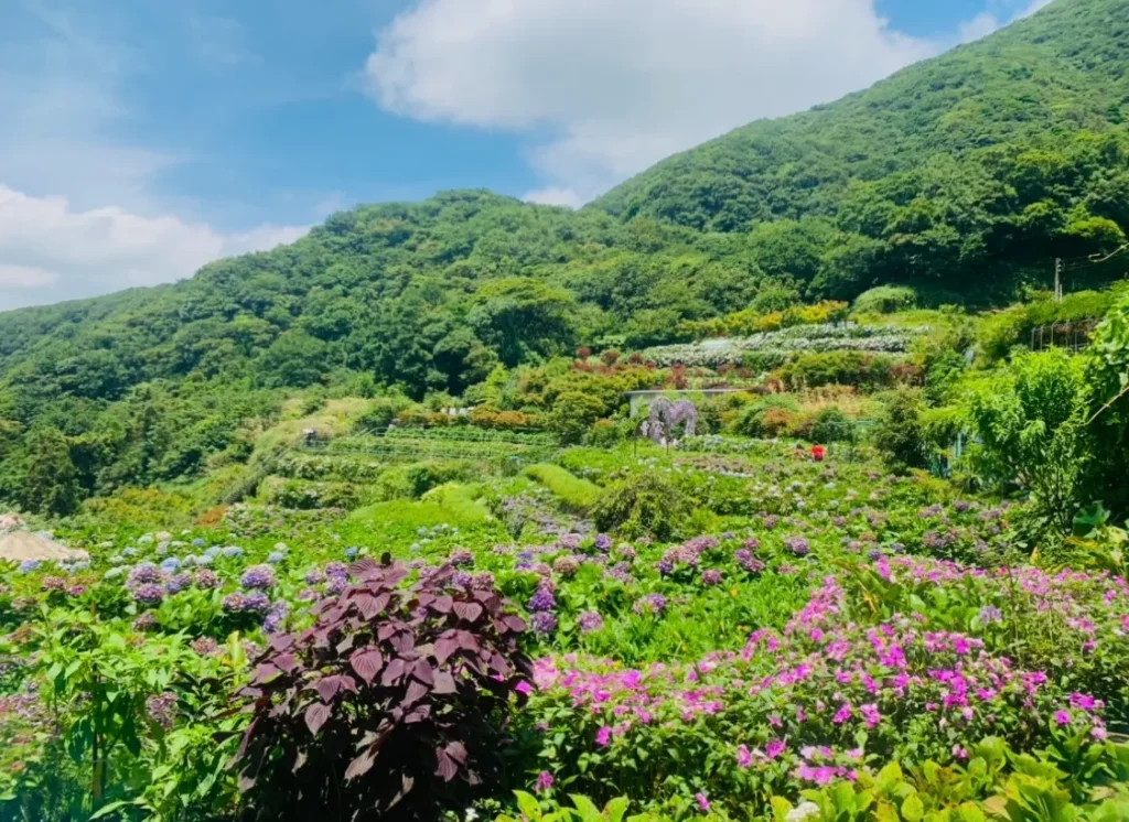 曹家花田香の紫陽花風景